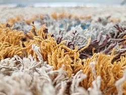 Ryetepper - Marden Natural Cotton Shaggy (beige/multi)